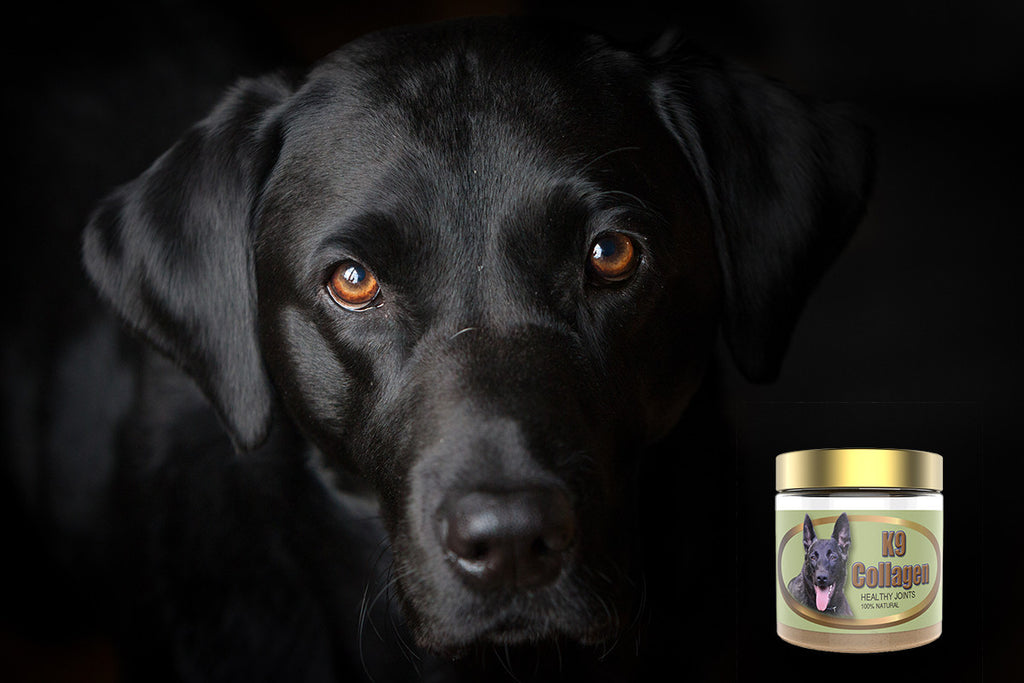 The Best Joint and Hip Supplement for Dogs